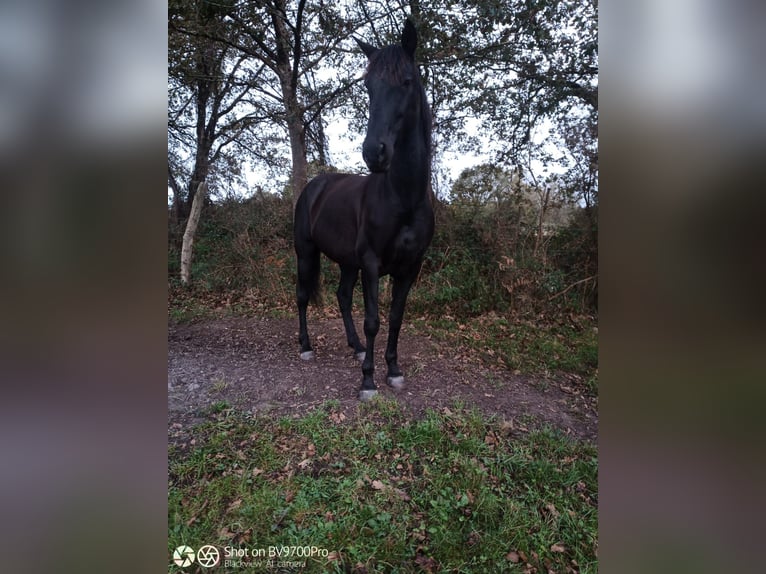 Andalusian Gelding 7 years 16,1 hh Black in Laviana