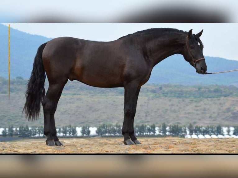 Andalusian Gelding 7 years 16,1 hh Black in Westerlo