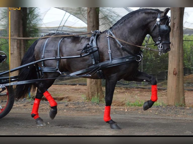 Andalusian Gelding 7 years 16,1 hh Black in Westerlo