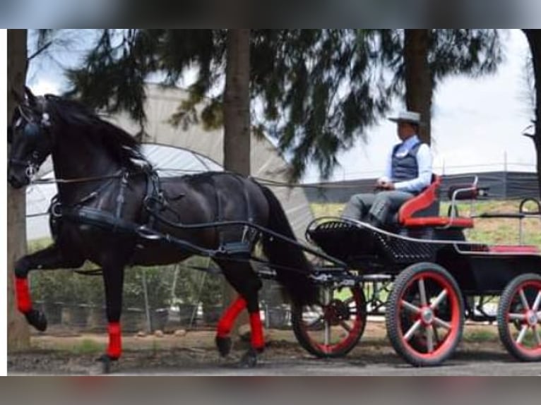 Andalusian Gelding 7 years 16,1 hh Black in Westerlo
