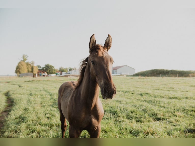 Andalusian Mix Gelding 7 years 17.1 hh Bay in Palanga