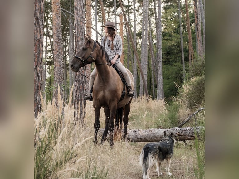 Andalusian Mix Gelding 7 years 17.1 hh Bay in Svitenes pagasts