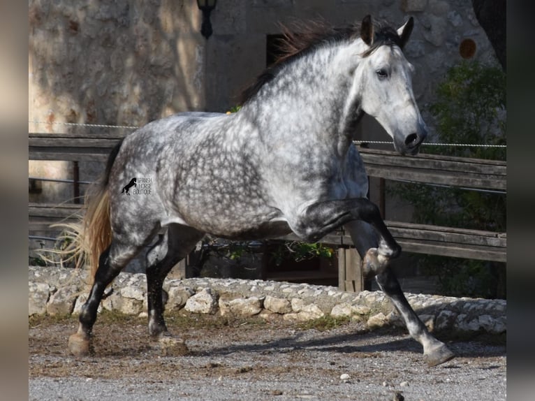 Andalusian Gelding 7 years 17,1 hh Gray in Mallorca