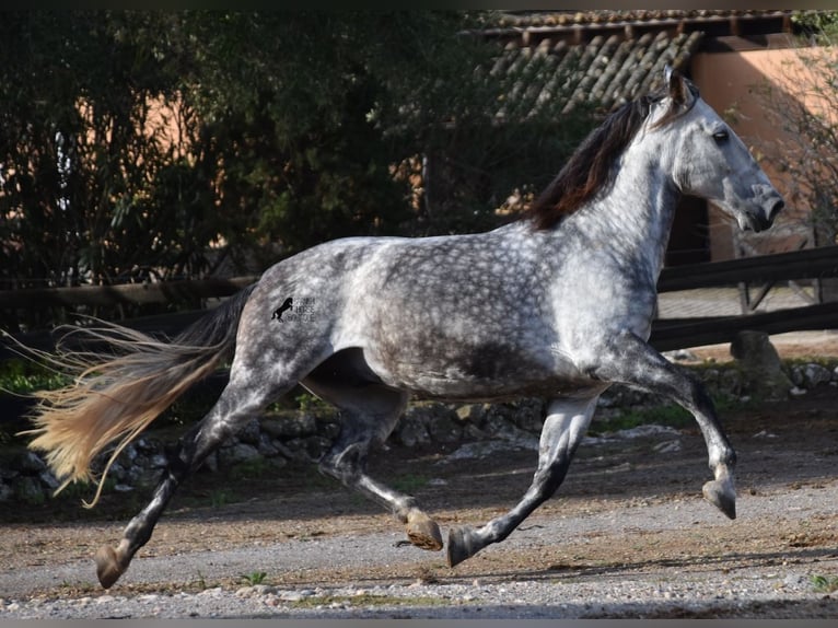 Andalusian Gelding 7 years 17,1 hh Gray in Mallorca