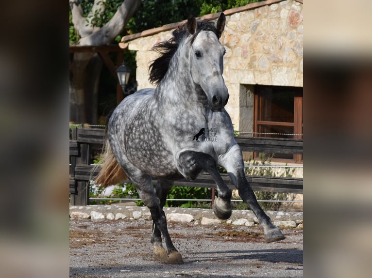 Andalusian Gelding 7 years 17,1 hh Gray in Mallorca