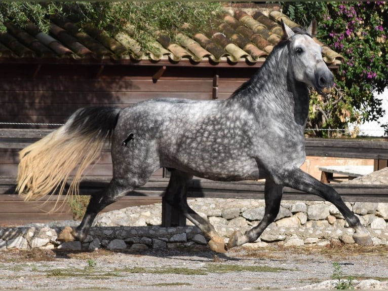 Andalusian Gelding 7 years 17,1 hh Gray in Mallorca