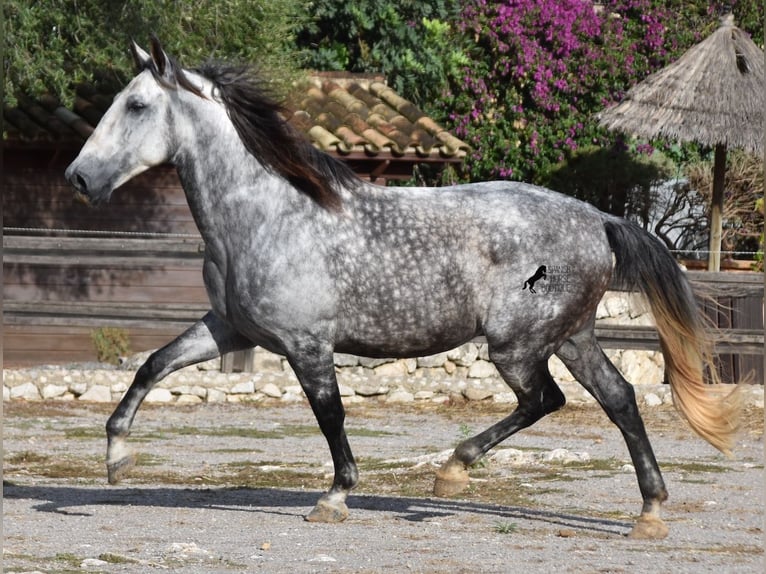 Andalusian Gelding 7 years 17,1 hh Gray in Mallorca