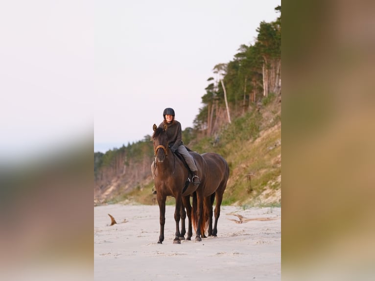 Andalusian Gelding 7 years 17 hh Bay in Svitene