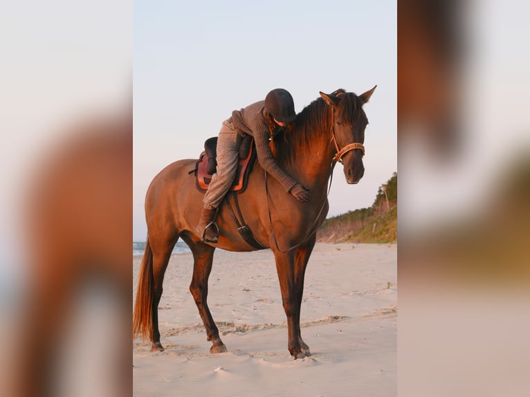 Andalusian Gelding 7 years 17 hh Bay in Svitene