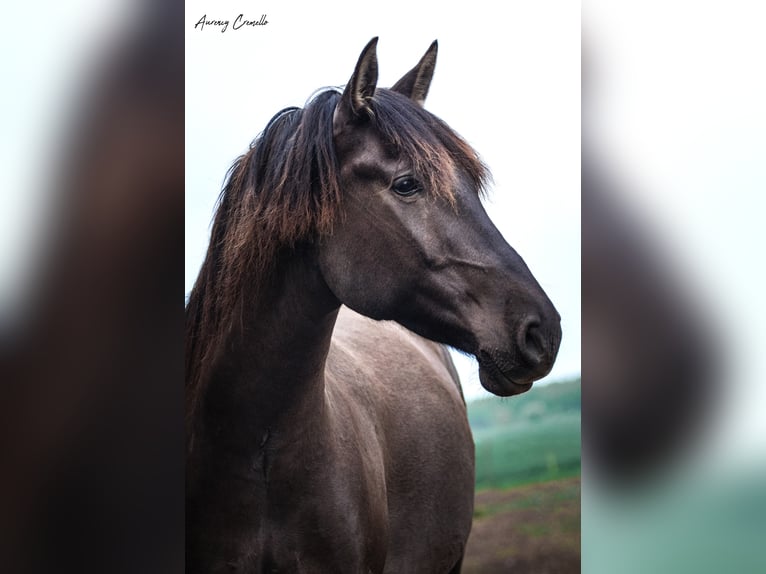 Andalusian Gelding 7 years 17 hh Bay in Svitene