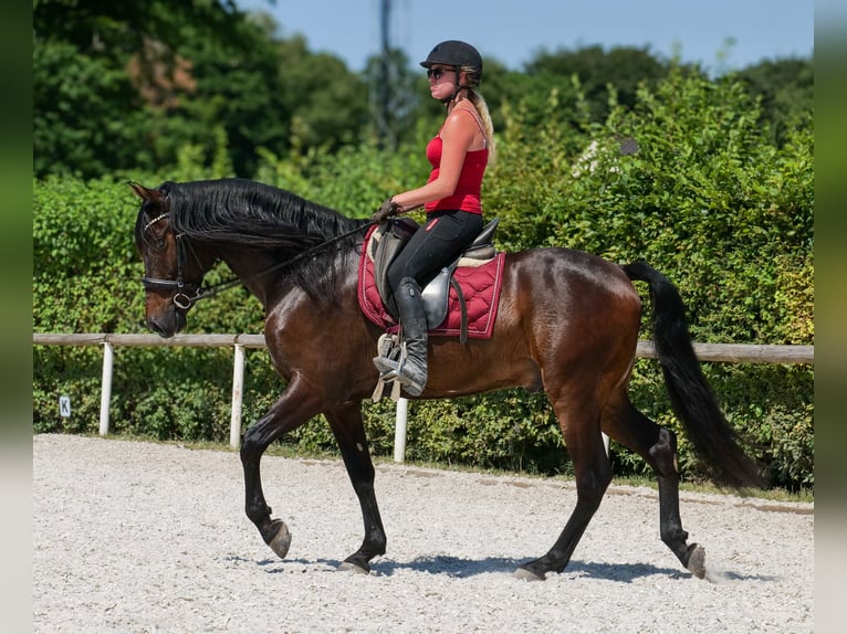 Andalusian Gelding 7 years Bay-Dark in Neustadt (Wied)