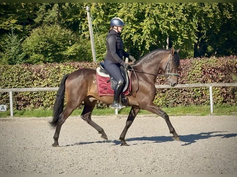 Andalusian Gelding 7 years Bay-Dark in Neustadt (Wied)