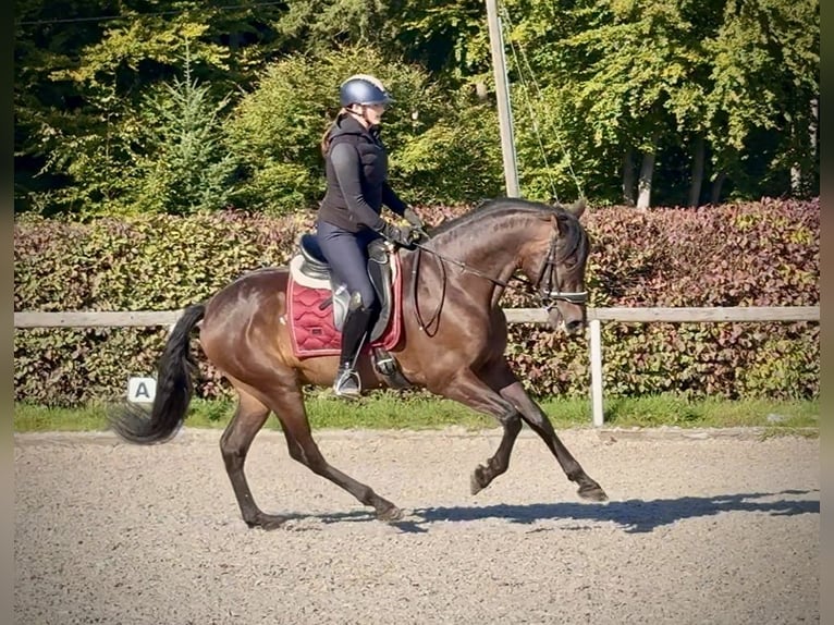 Andalusian Gelding 7 years Bay-Dark in Neustadt (Wied)