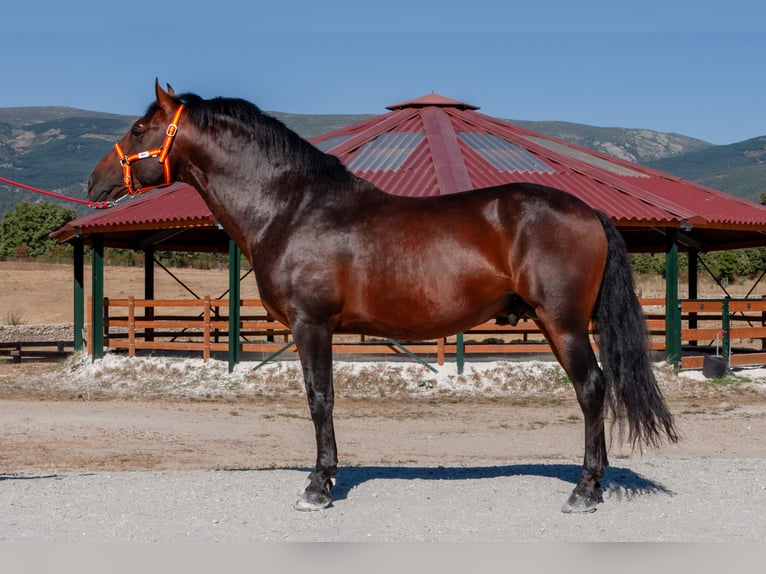 Andalusian Gelding 7 years Brown in Puerto De Cotos