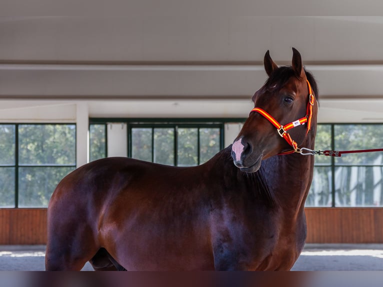Andalusian Gelding 7 years Brown in Puerto De Cotos