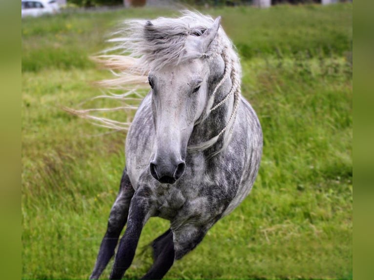 Andalusian Mix Gelding 8 years 14,2 hh Grey-Dapple in Scheibenberg
