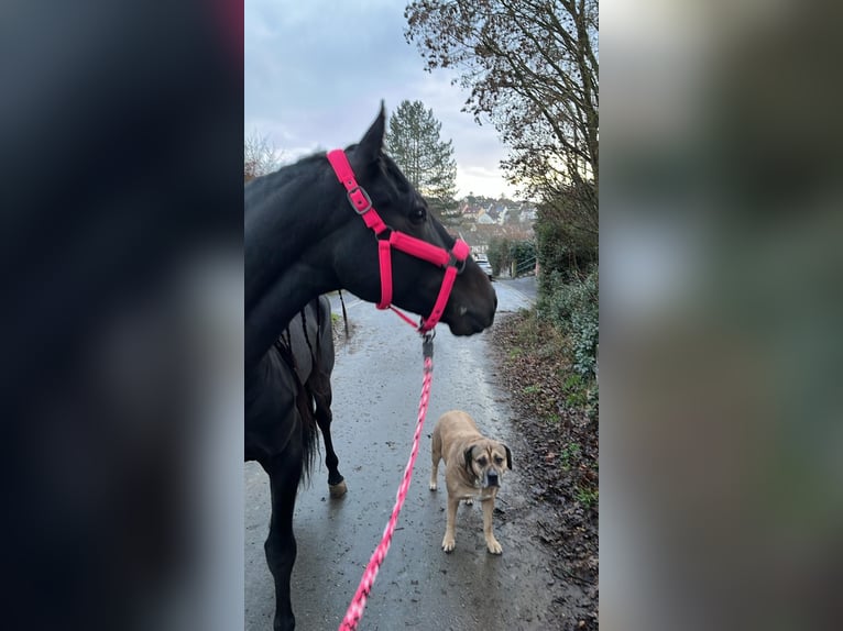 Andalusian Gelding 8 years 15,1 hh Black in Würzburg