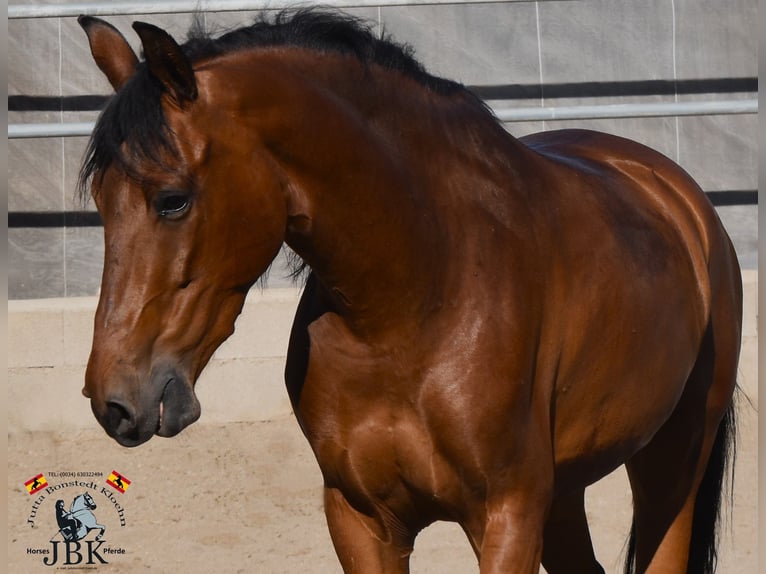 Andalusian Gelding 8 years 15.1 hh Brown in Tabernas Almeria
