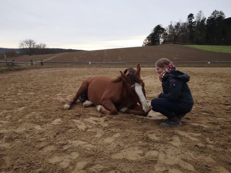 Andalusian Gelding 8 years 15,1 hh Chestnut-Red in Groß-Umstadt