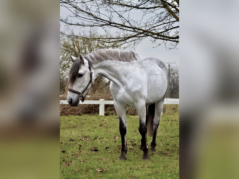 Andalusian Gelding 8 years 15.1 hh Grey-Dapple in Idar-Oberstein