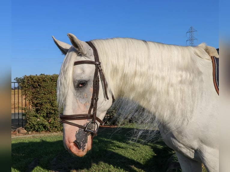 Andalusian Gelding 8 years 15,1 hh Grey in Pleasant  Grove CA