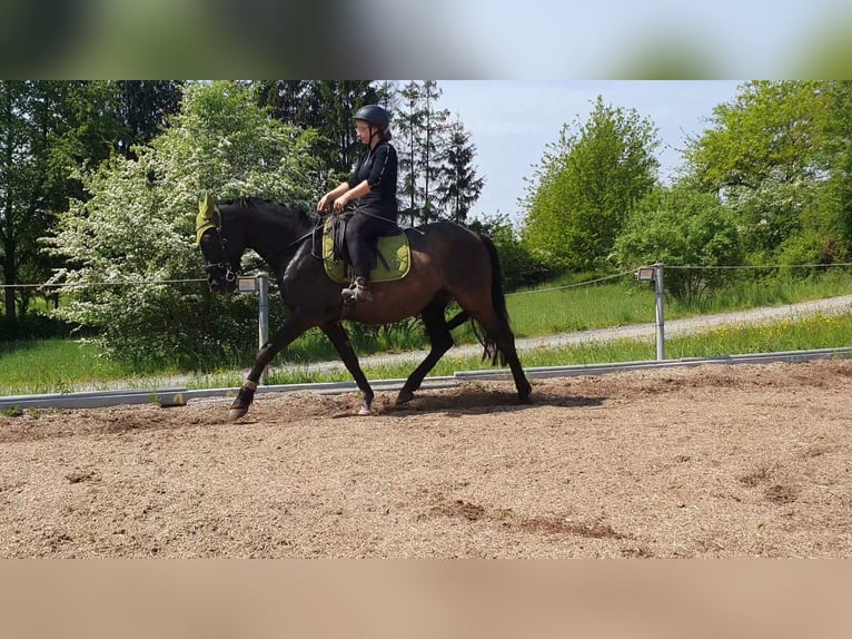 Andalusian Gelding 8 years 15.1 hh Smoky-Black in Michelau in Oberfranken