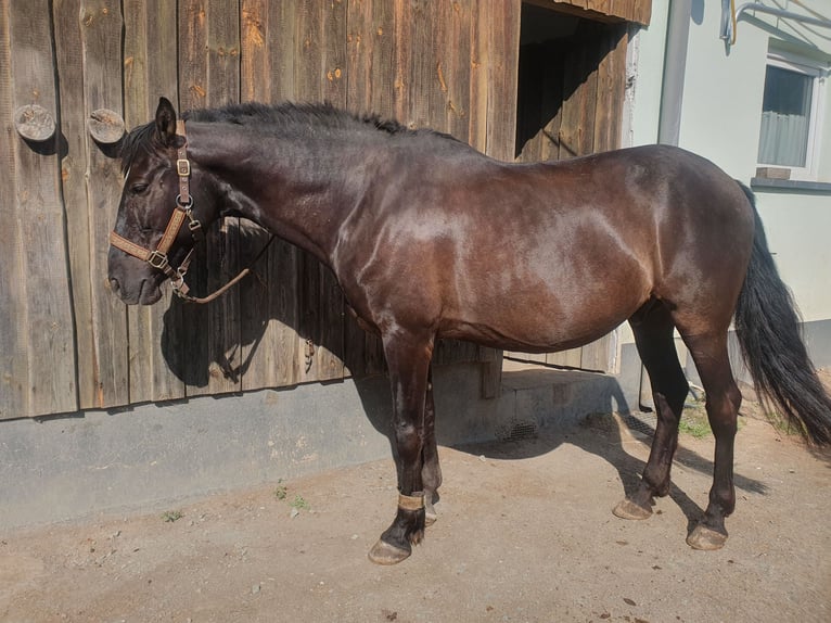 Andalusian Gelding 8 years 15.1 hh Smoky-Black in Michelau in Oberfranken