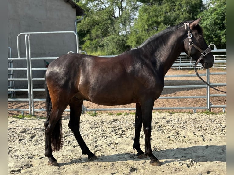 Andalusian Gelding 8 years 15,2 hh Black in Geiselwind