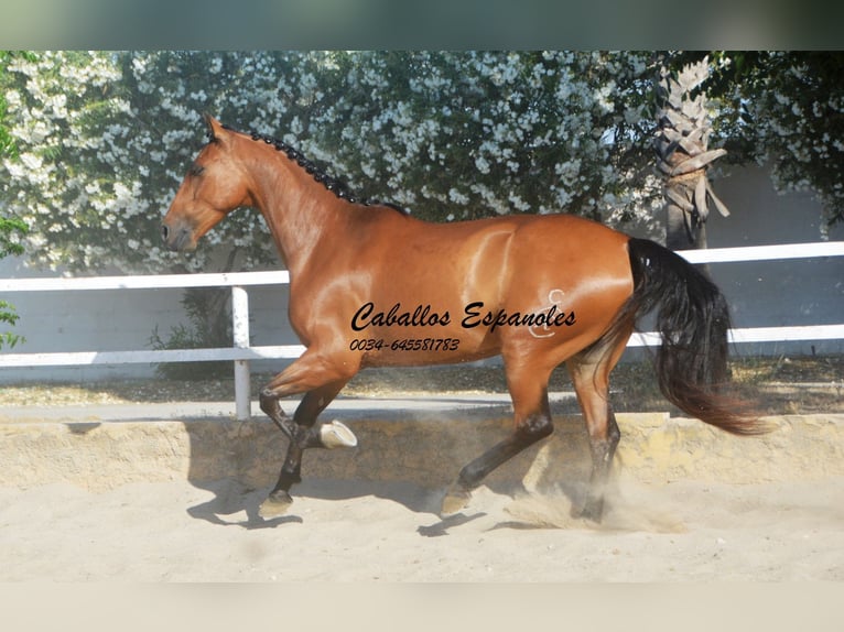 Andalusian Gelding 8 years 15.2 hh Brown in Vejer de la Frontera