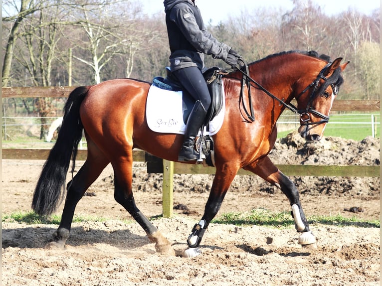 Andalusian Mix Gelding 8 years 15,2 hh Brown in uelsen