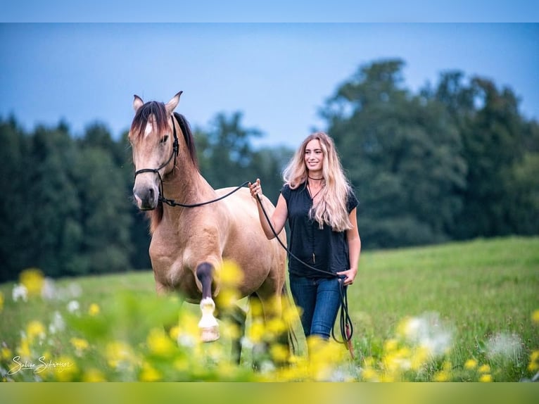 Andalusian Gelding 8 years 15,2 hh Buckskin in Berg