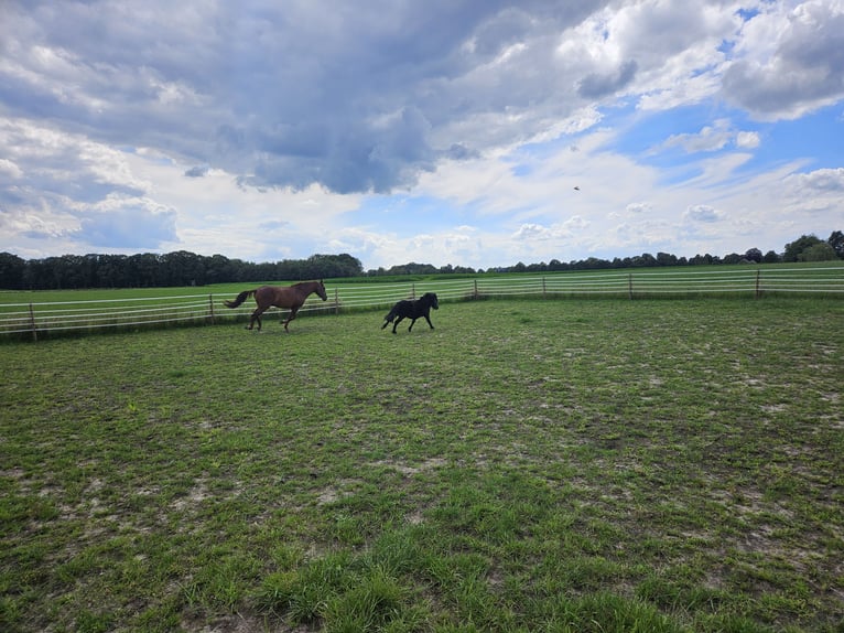 Andalusian Gelding 8 years 15,2 hh Chestnut in Rhede