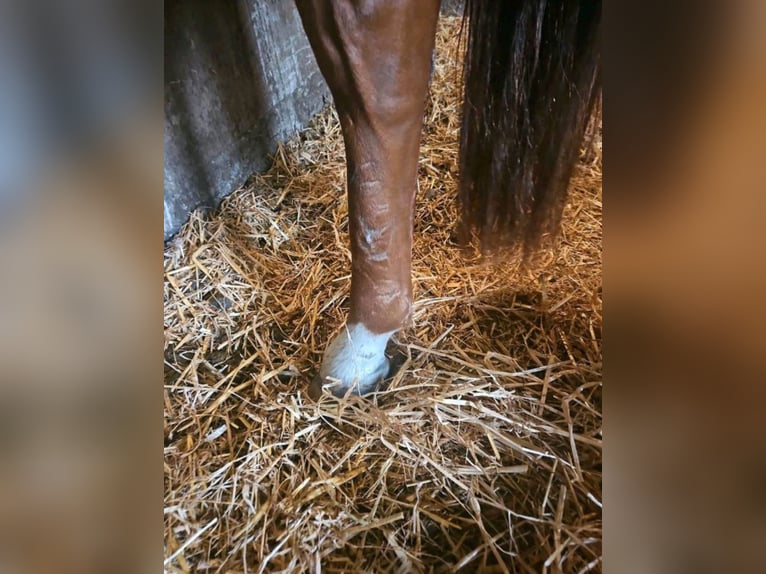 Andalusian Gelding 8 years 15,2 hh Chestnut-Red in Rhede