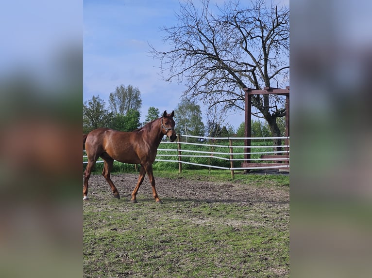 Andalusian Gelding 8 years 15,2 hh Chestnut-Red in Rhede