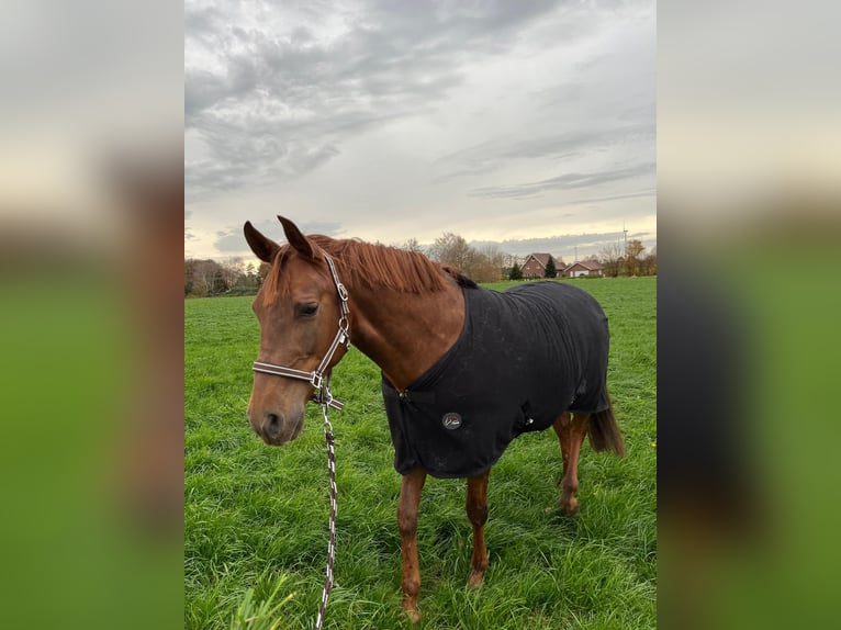 Andalusian Gelding 8 years 15,2 hh Chestnut-Red in Rhede