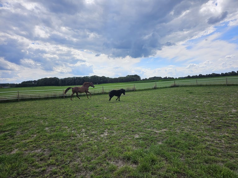 Andalusian Gelding 8 years 15,2 hh Chestnut-Red in Rhede