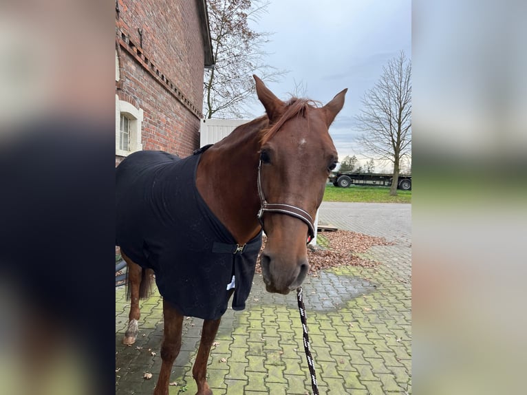 Andalusian Gelding 8 years 15,2 hh Chestnut-Red in Rhede