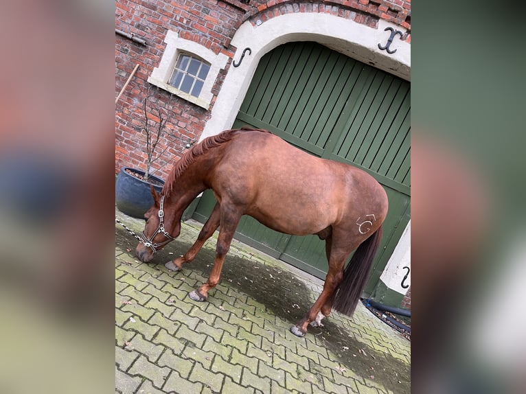 Andalusian Gelding 8 years 15,2 hh Chestnut-Red in Rhede