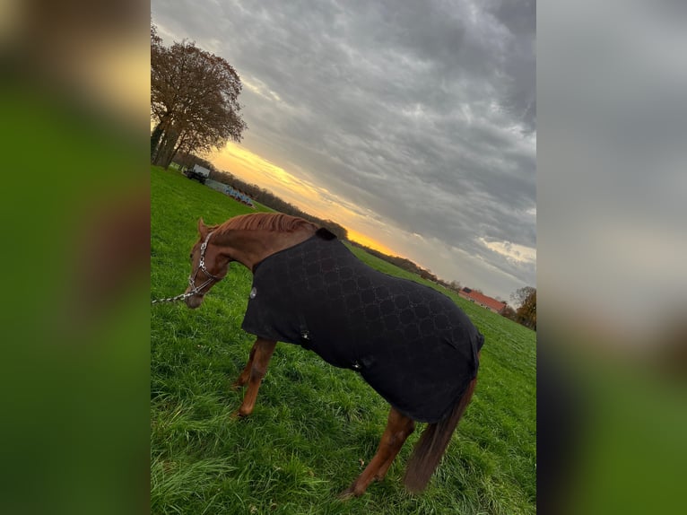 Andalusian Gelding 8 years 15,2 hh Chestnut-Red in Rhede