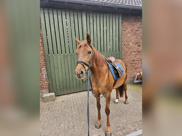 Andalusian Gelding 8 years 15,2 hh Chestnut-Red in Rhede