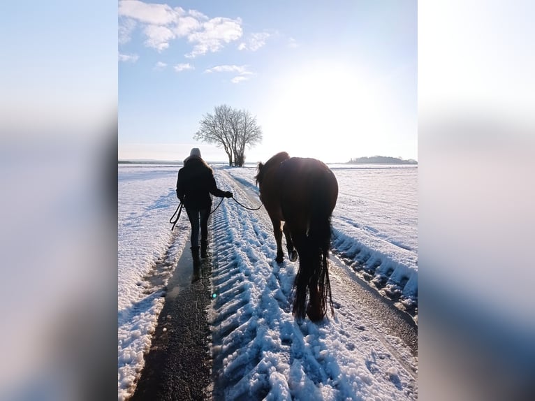 Andalusian Mix Gelding 8 years 15,2 hh Chestnut-Red in Gangelt