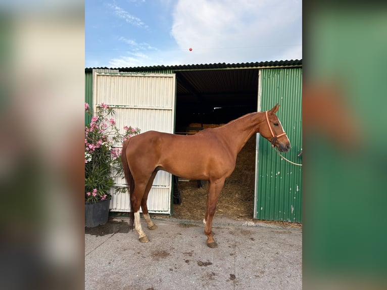 Andalusian Gelding 8 years 15.2 hh Chestnut-Red in Vejer de la Frontera