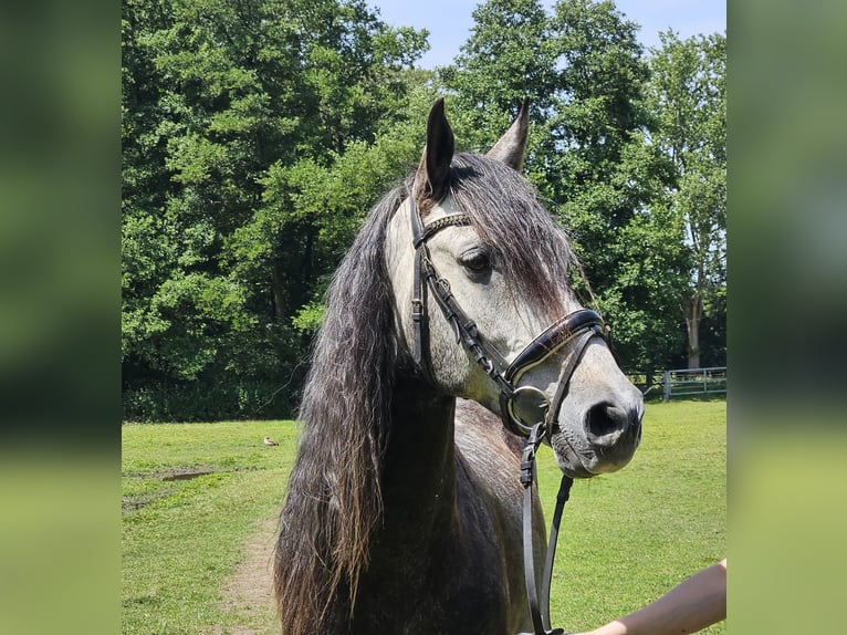 Andalusian Gelding 8 years 15,2 hh Gray-Dark-Tan in Nettetal