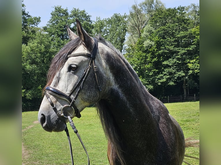 Andalusian Gelding 8 years 15,2 hh Gray-Dark-Tan in Nettetal