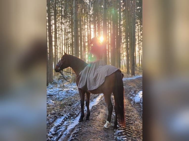 Andalusian Mix Gelding 8 years 15,3 hh Brown in Erding