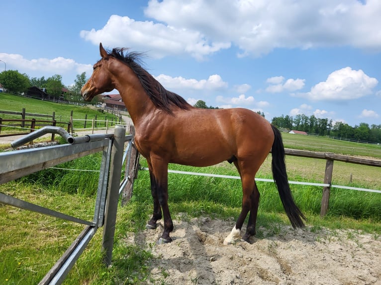 Andalusian Mix Gelding 8 years 15,3 hh Brown in Erding