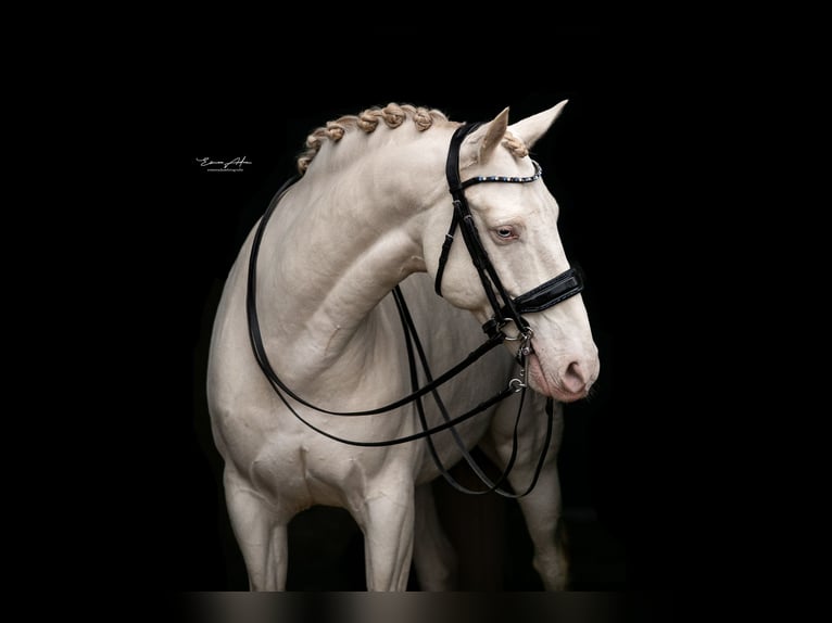 Andalusian Gelding 8 years 15,3 hh Cremello in Wedde
