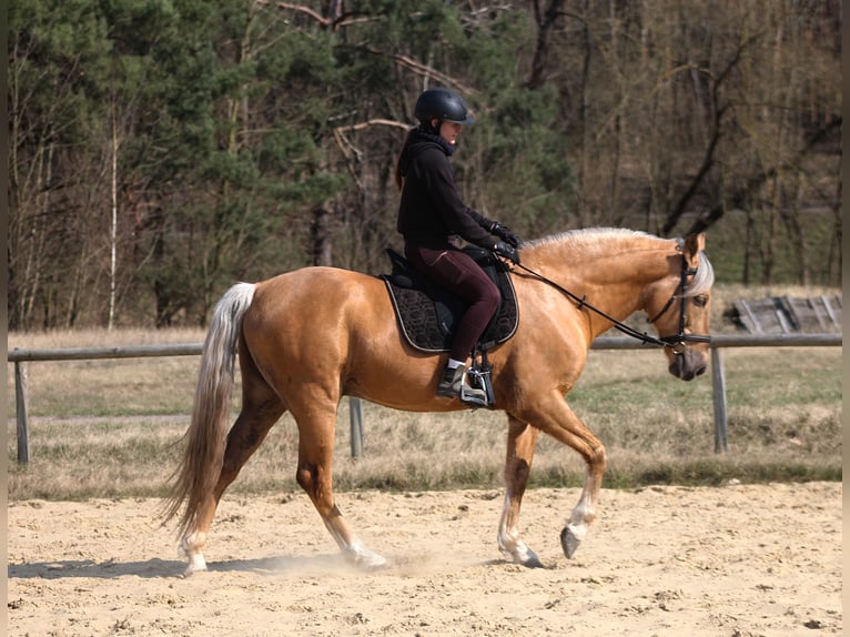 Andalusian Mix Gelding 8 years 15.3 hh Palomino in Santok