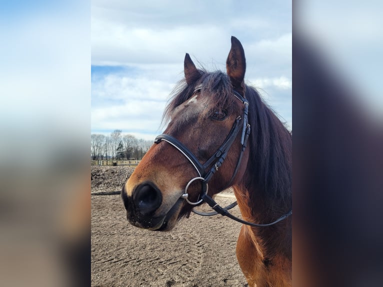 Andalusian Mix Gelding 8 years 15 hh Brown in Karlshuld