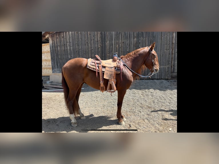 Andalusian Gelding 8 years 15 hh Chestnut-Red in Ellensburg